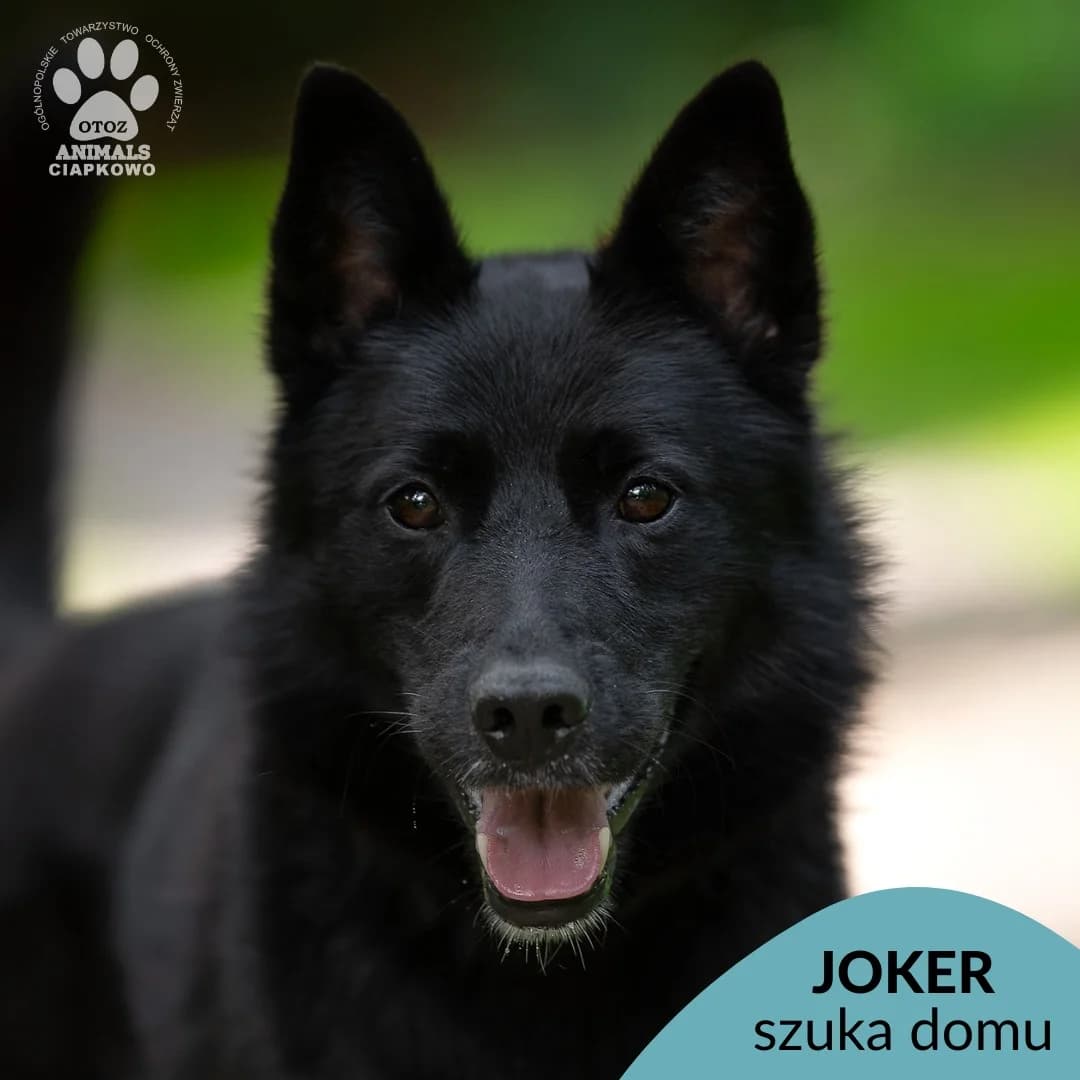 Joker,  (Schronisko Ciapkowo Gdynia)