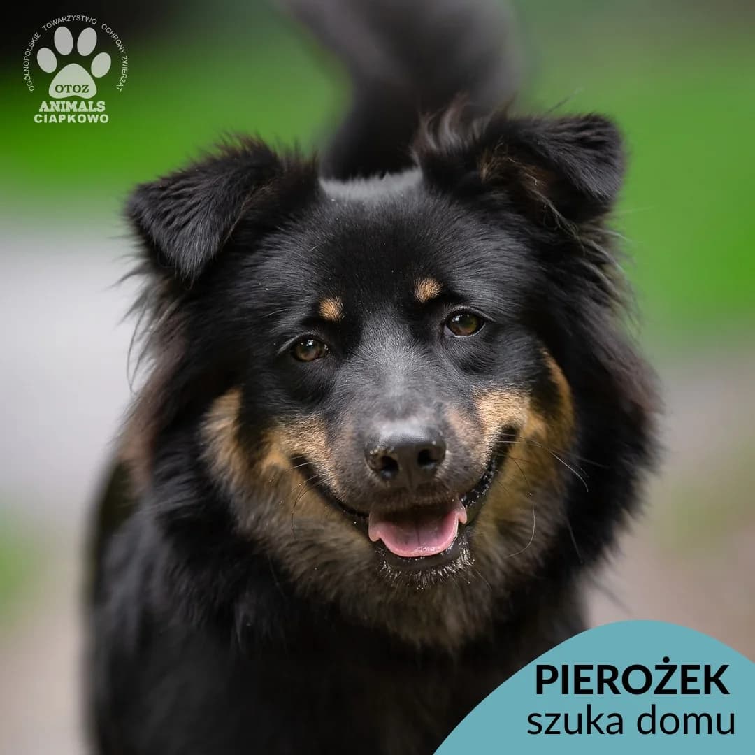 Pierożek, male young mixed breed for adoption at Schronisko Ciapkowo Gdynia