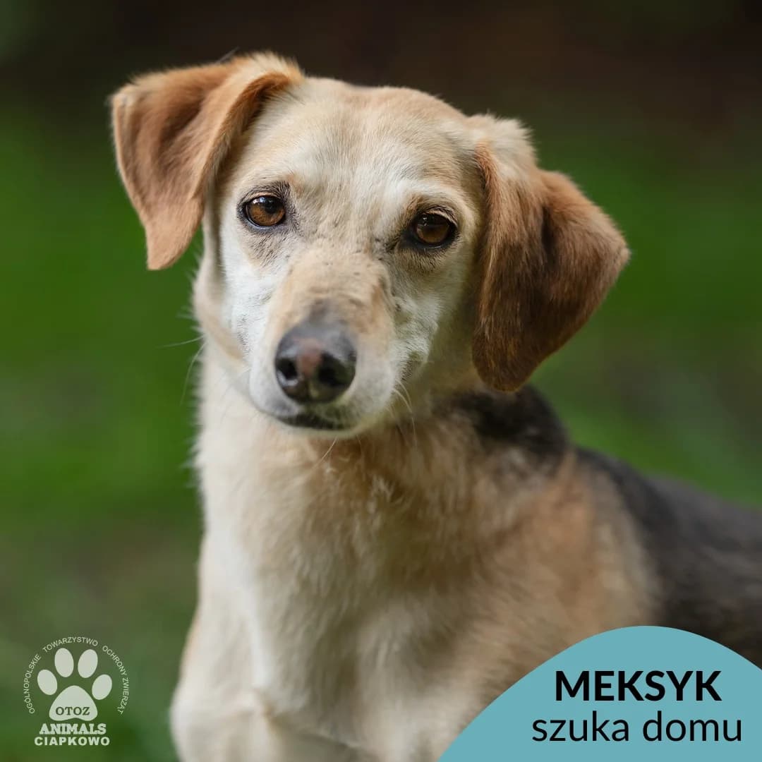 Meksyk,  (Schronisko Ciapkowo Gdynia)
