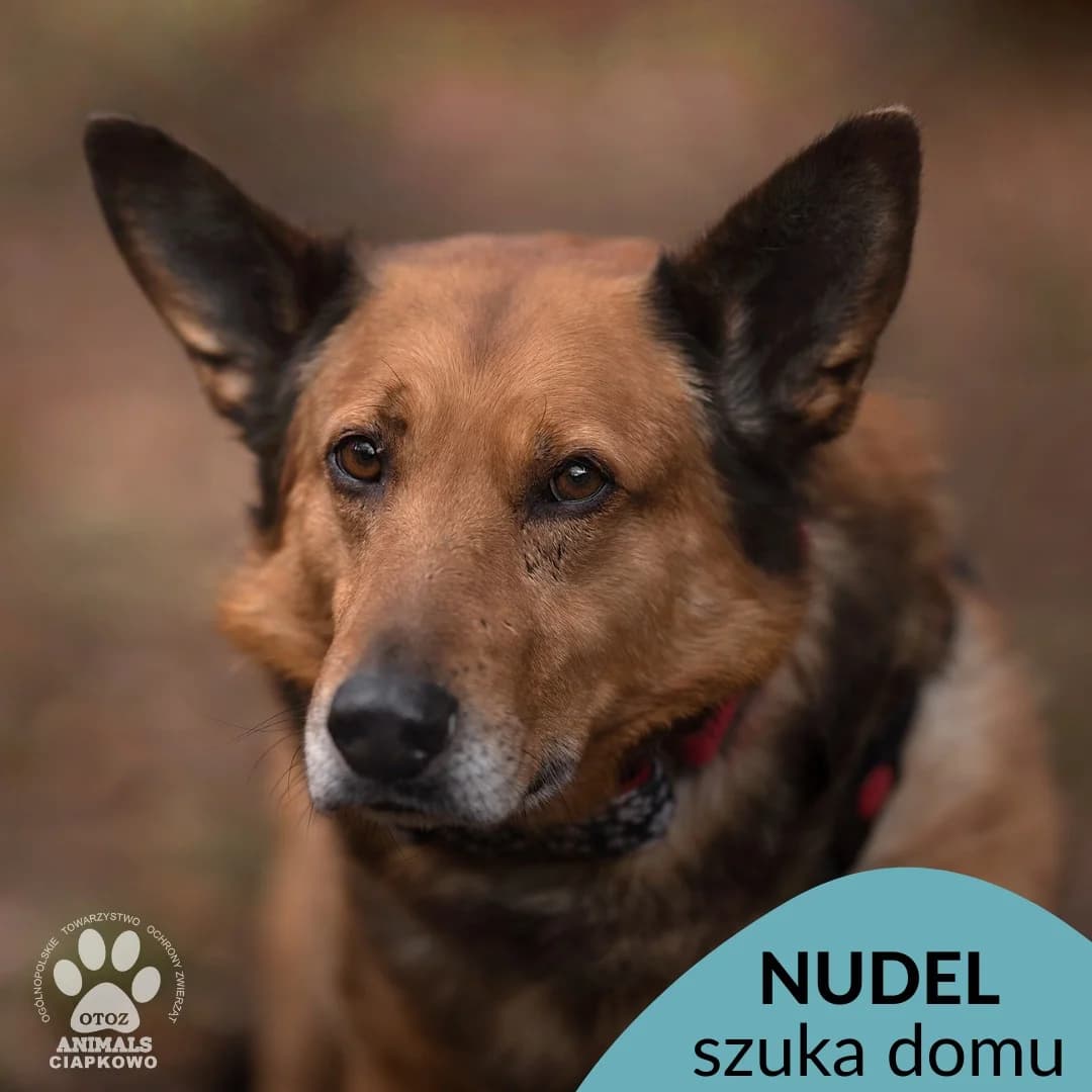 Nudel,  (Schronisko Ciapkowo Gdynia)