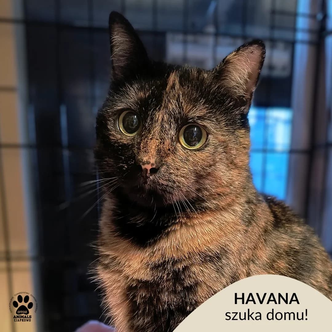 Havana, female 3yo Mixed Breed for adoption at Schronisko Ciapkowo Gdynia