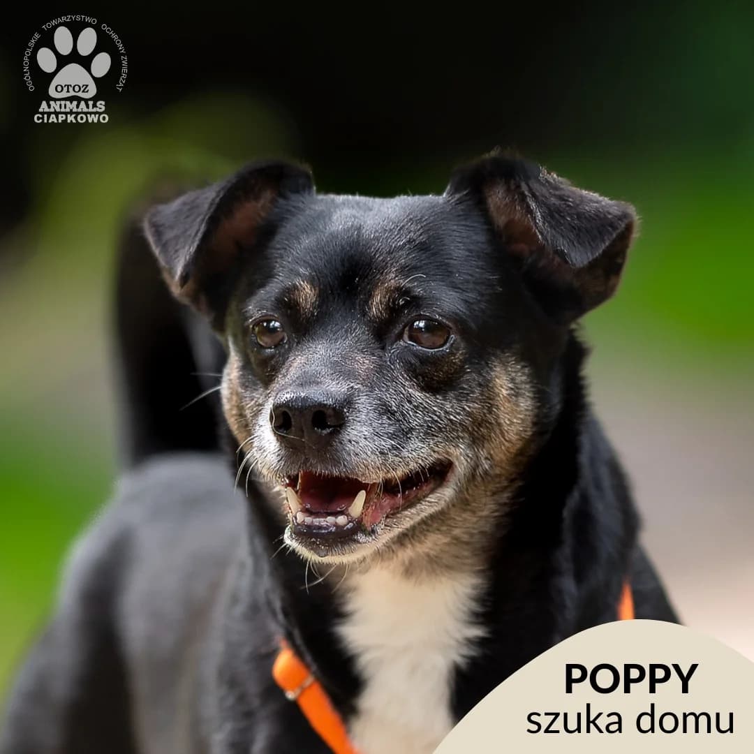 Poppy,  (Schronisko Ciapkowo Gdynia)