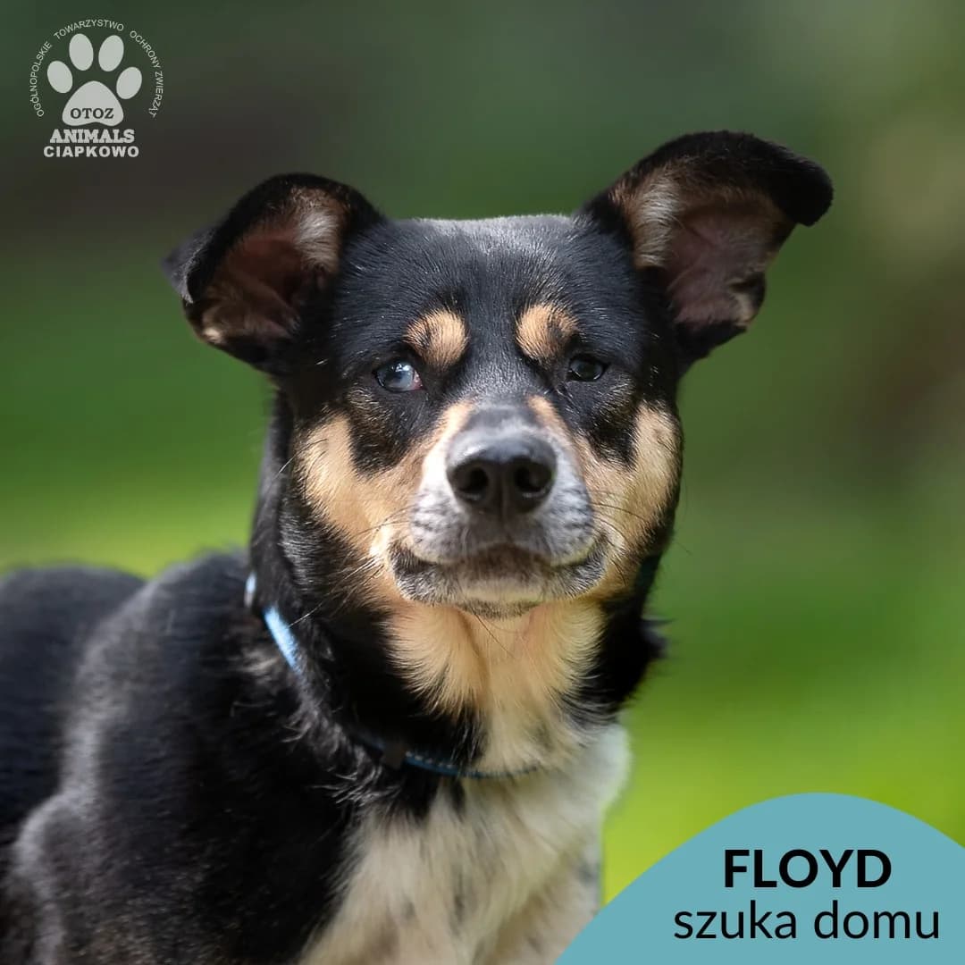 Floyd,  (Schronisko Ciapkowo Gdynia)
