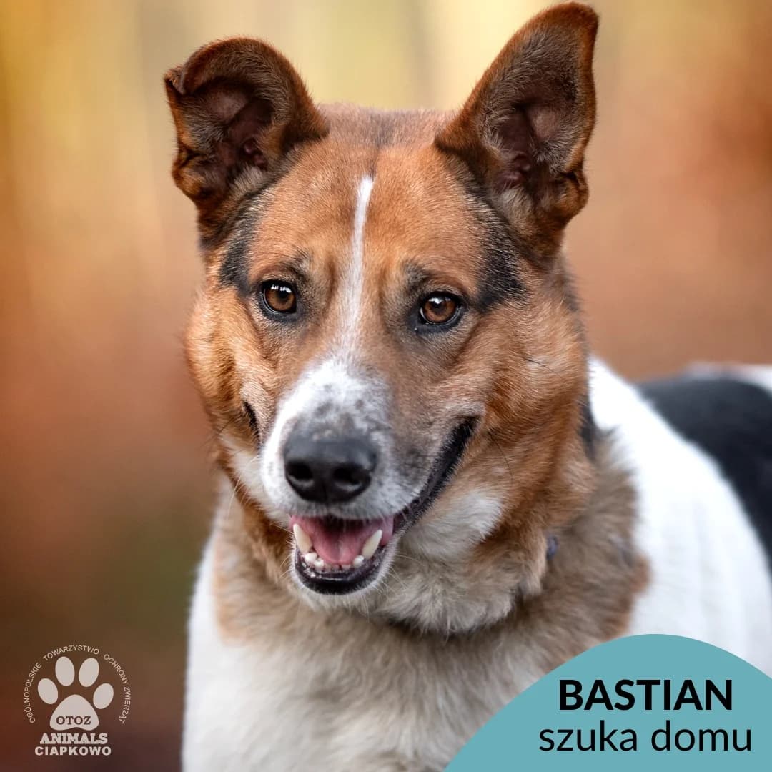 Bastian,  (Schronisko Ciapkowo Gdynia)
