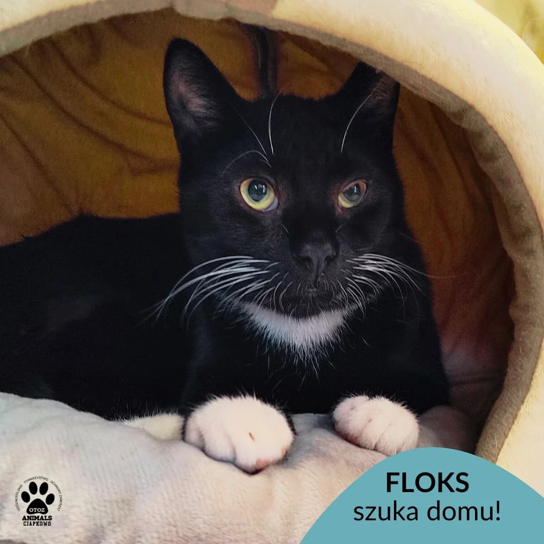 Floks, male young Mixed Breed for adoption at Schronisko Ciapkowo Gdynia