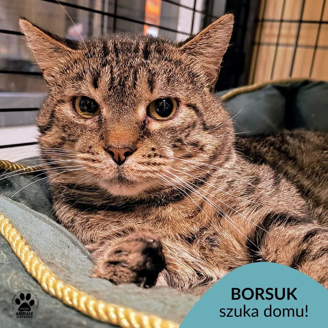 Borsuk, male young Mixed Breed for adoption at Schronisko Ciapkowo Gdynia