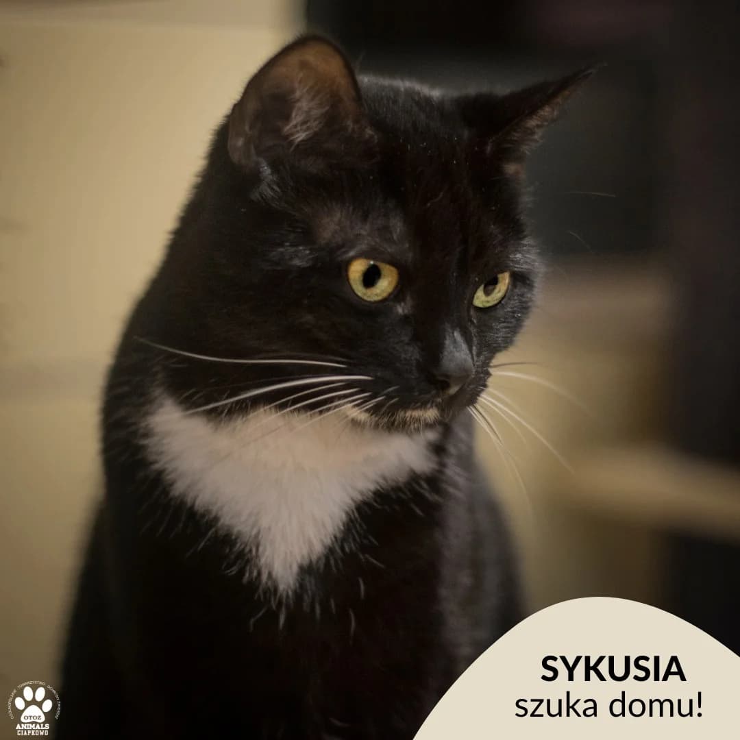 Sykusia, female 5yo Mixed Breed for adoption at Schronisko Ciapkowo Gdynia