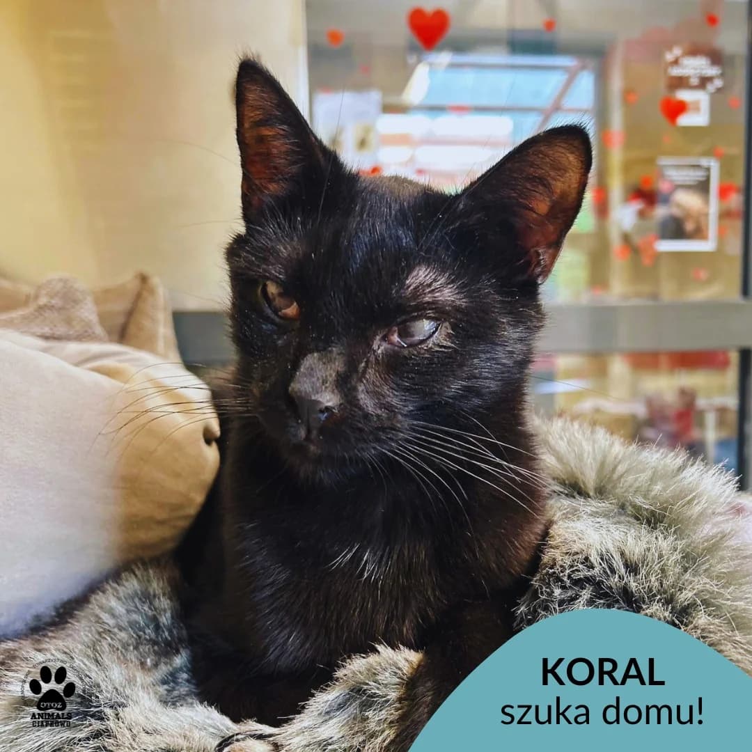 Koral, male Mixed Breed for adoption at Schronisko Ciapkowo Gdynia