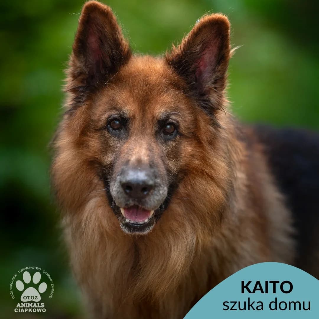 Kaito,  (Schronisko Ciapkowo Gdynia)