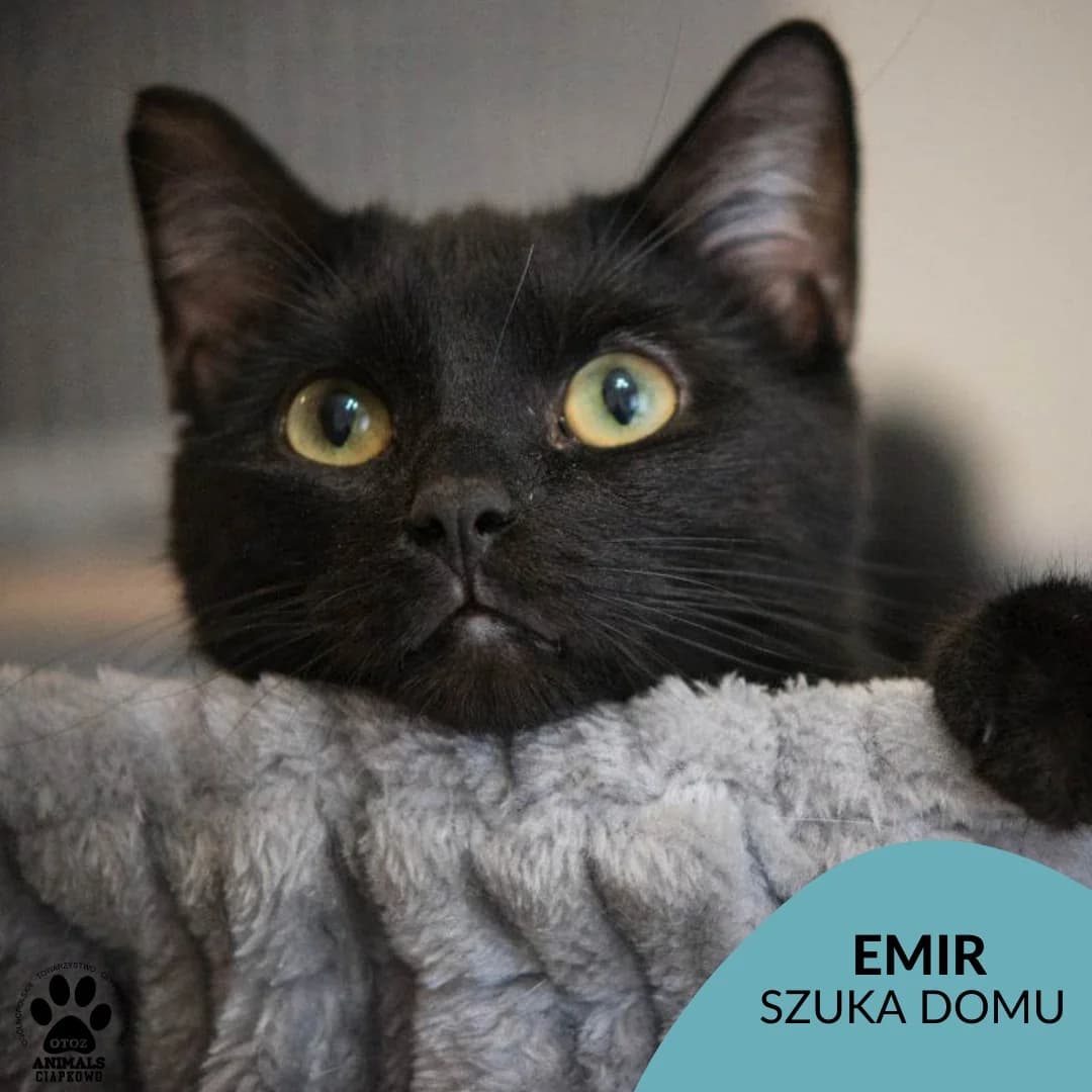 Emir, male 4yo Mixed Breed for adoption at Schronisko Ciapkowo Gdynia