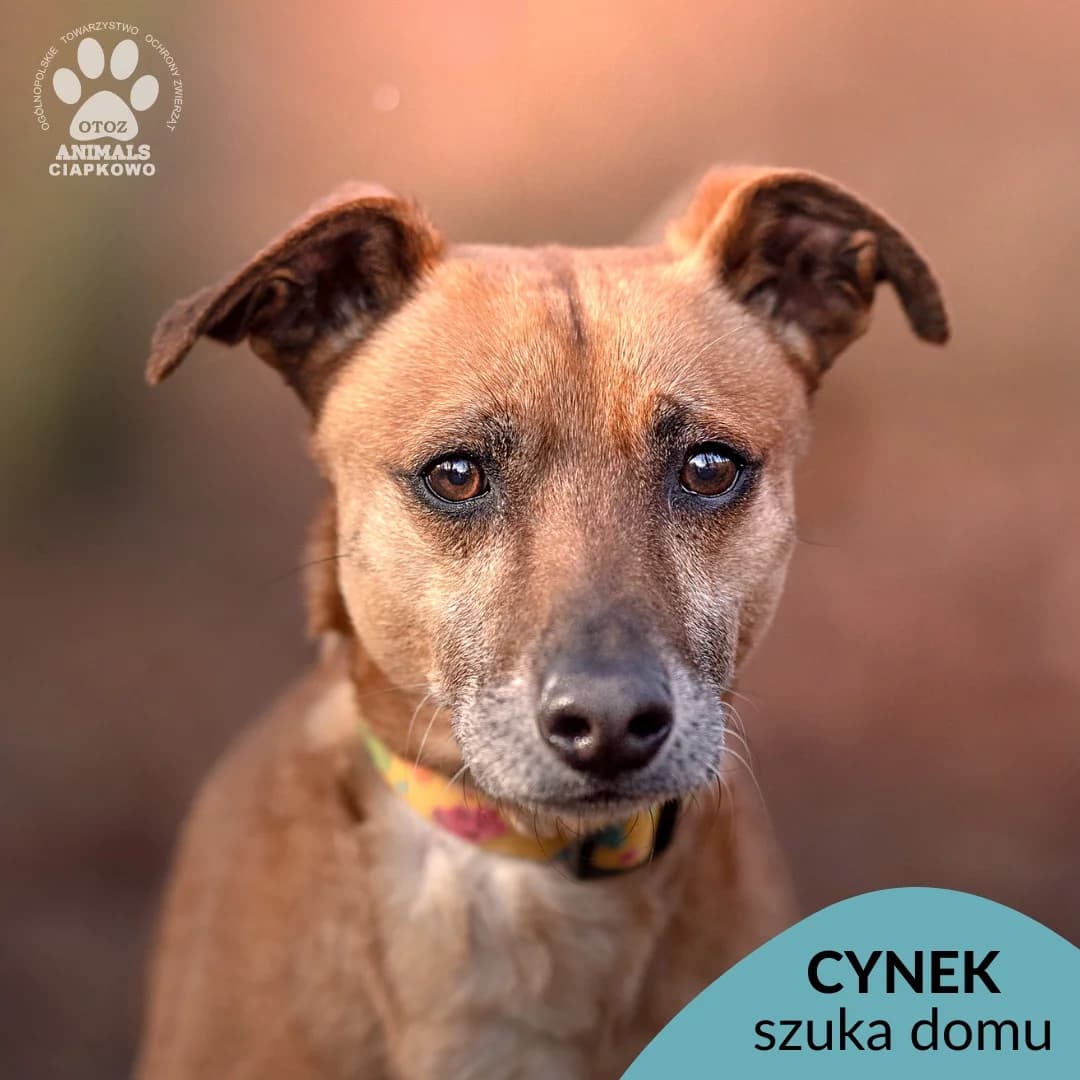 Cynek,  (Schronisko Ciapkowo Gdynia)