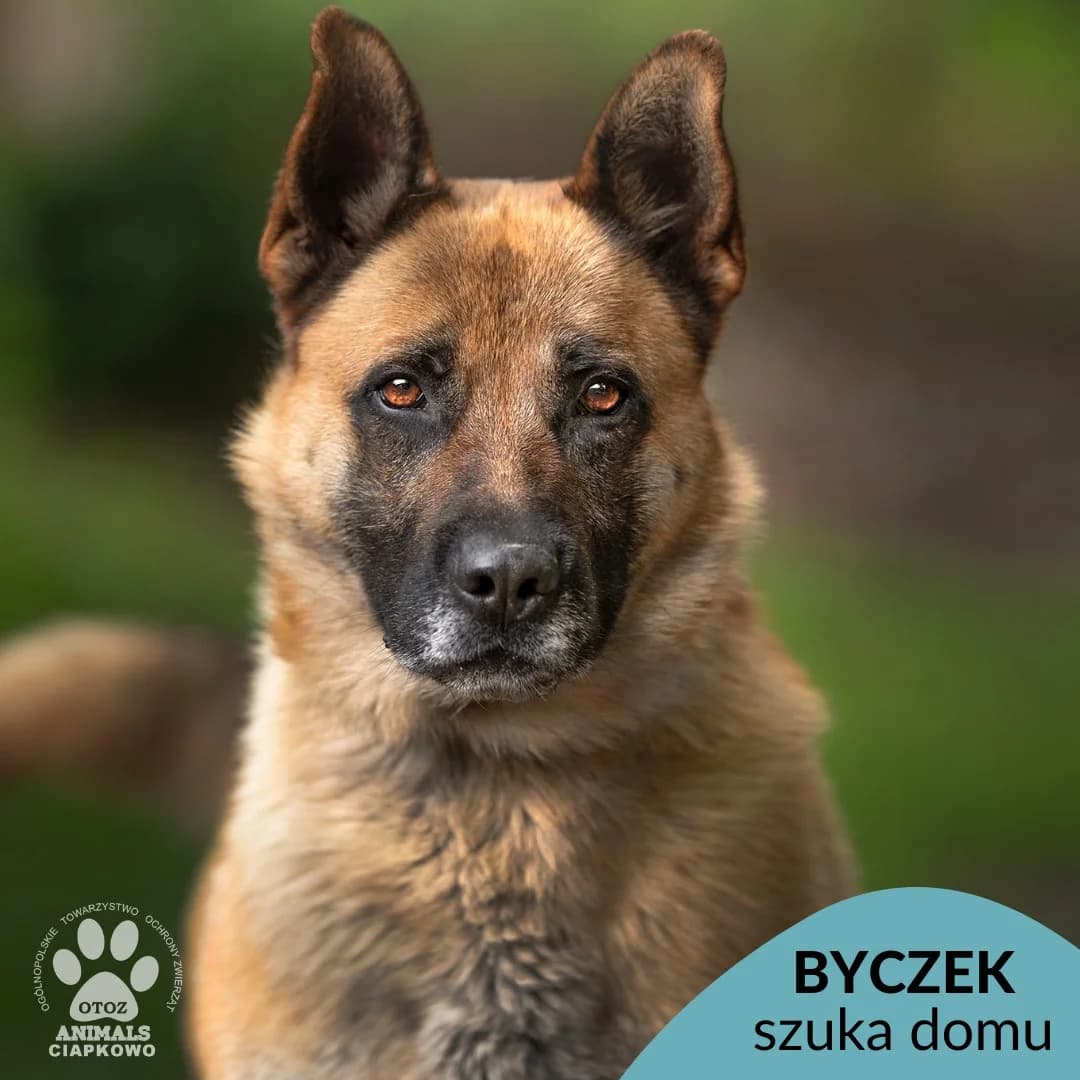 Byczek, male senior mixed breed for adoption at Schronisko Ciapkowo Gdynia