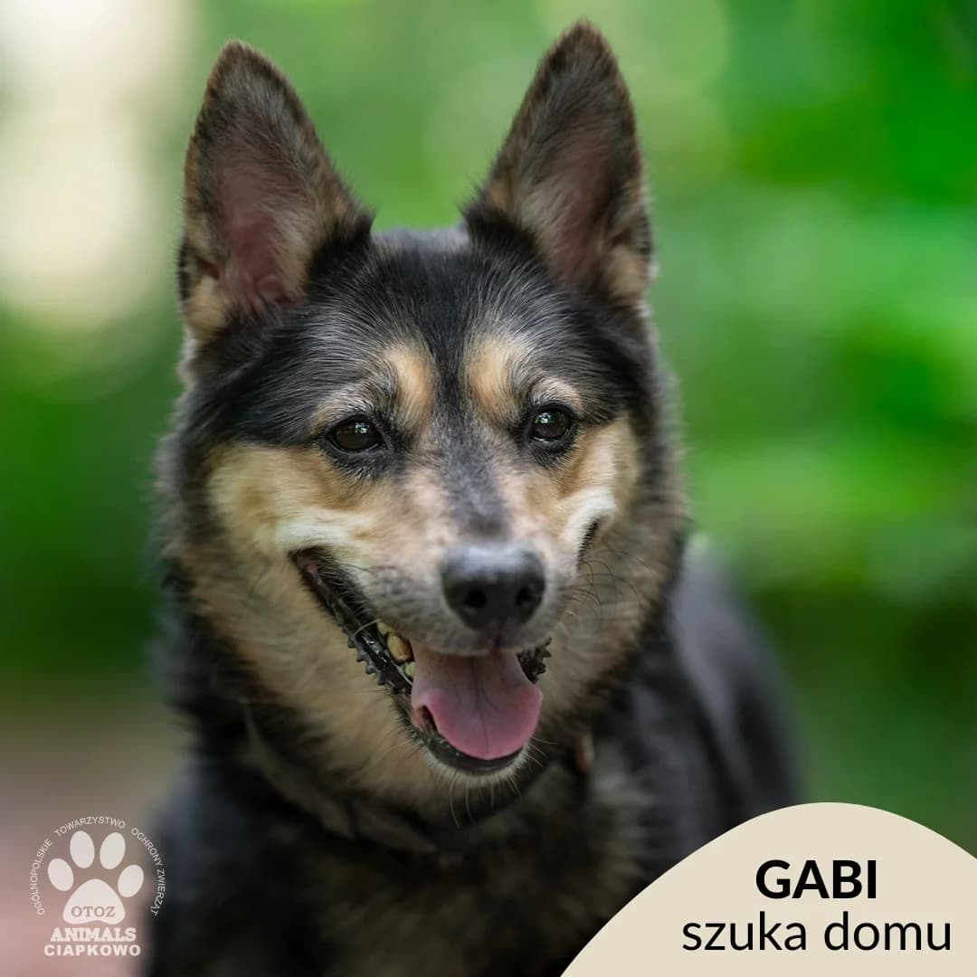 Gabi,  (Schronisko Ciapkowo Gdynia)
