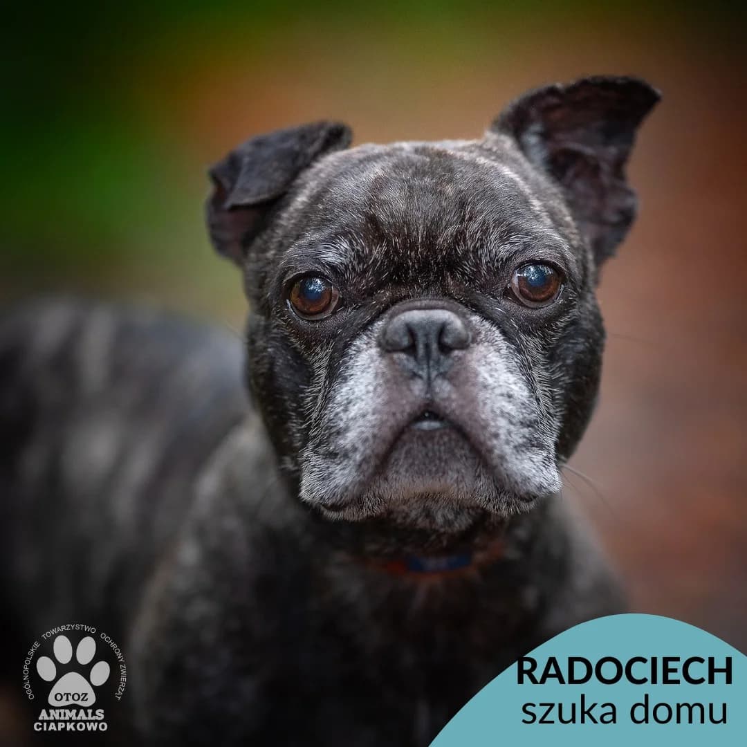 Radociech,  (Schronisko Ciapkowo Gdynia)