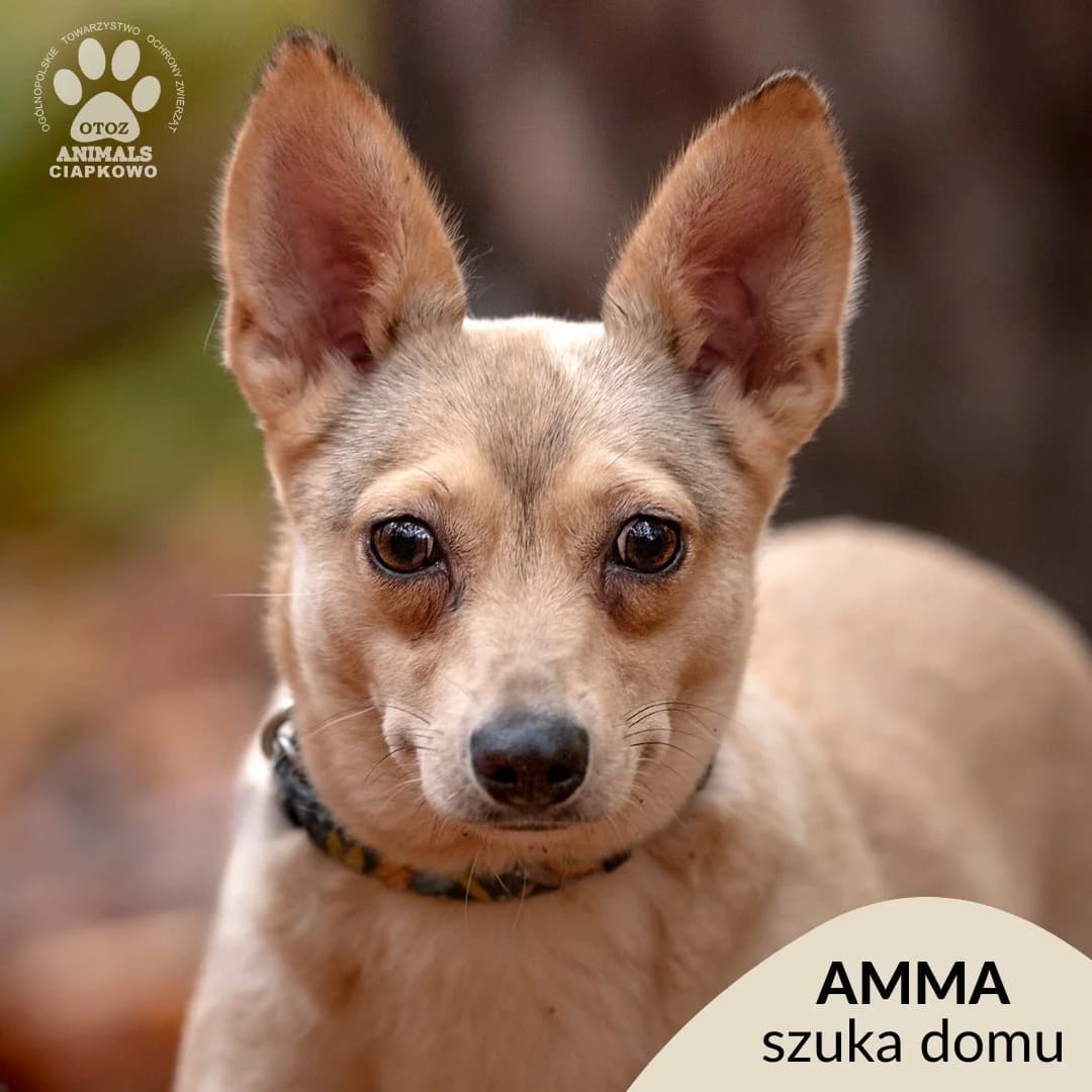Amma,  (Schronisko Ciapkowo Gdynia)