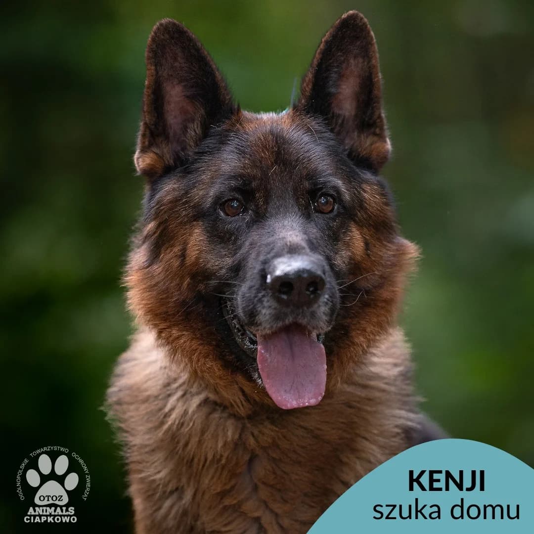 Kenji,  (Schronisko Ciapkowo Gdynia)