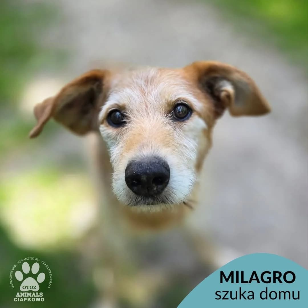Milagro,  (Schronisko Ciapkowo Gdynia)