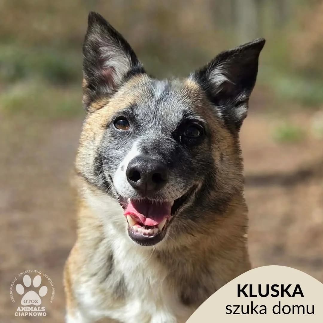 Kluska, female 6yo Mixed Breed for adoption at Schronisko Ciapkowo Gdynia