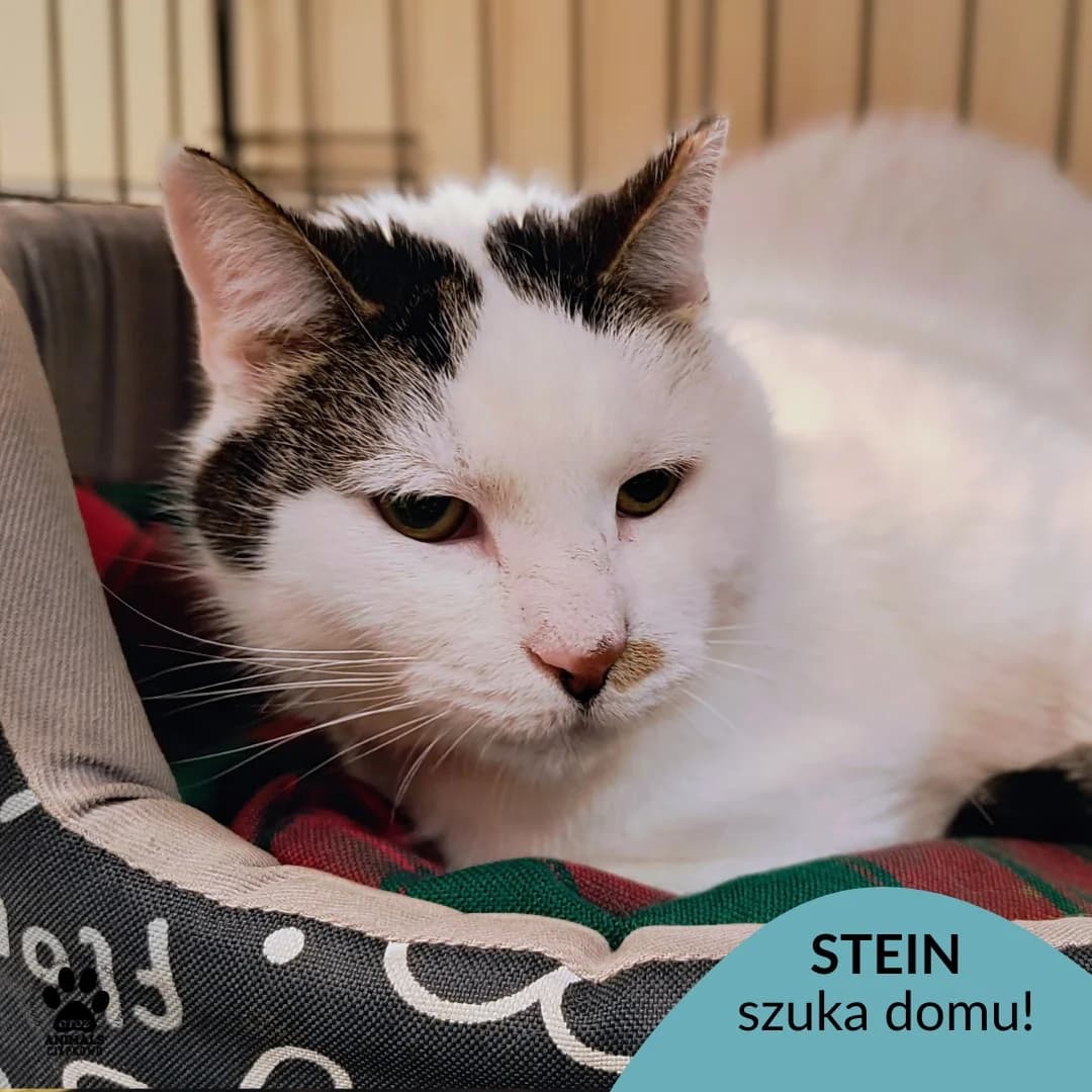 Stein, male 5yo Mixed Breed for adoption at Schronisko Ciapkowo Gdynia