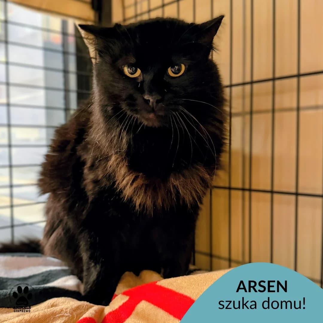 Arsen, male 7yo Mixed Breed for adoption at Schronisko Ciapkowo Gdynia
