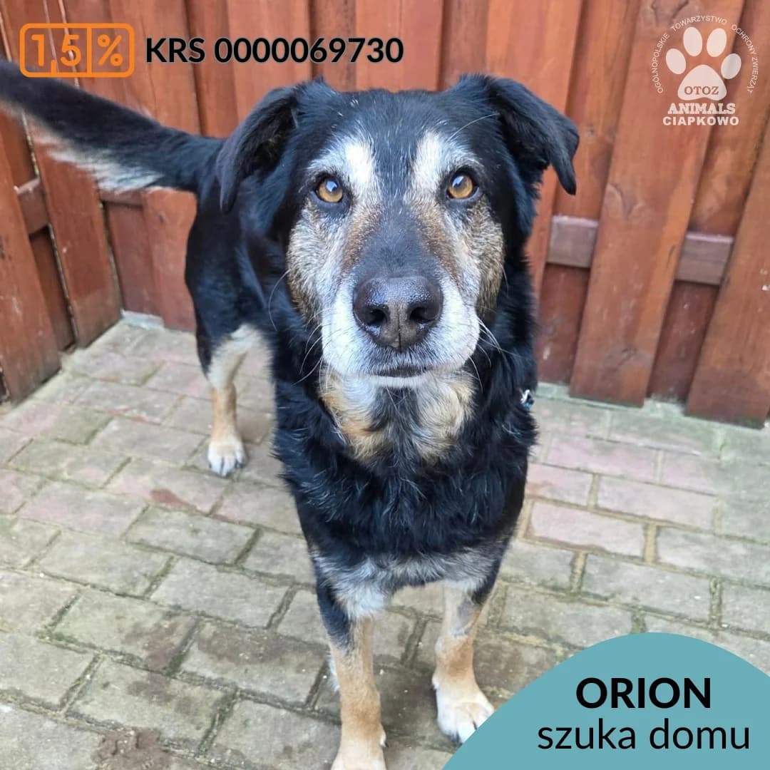 Orion,  (Schronisko Ciapkowo Gdynia)