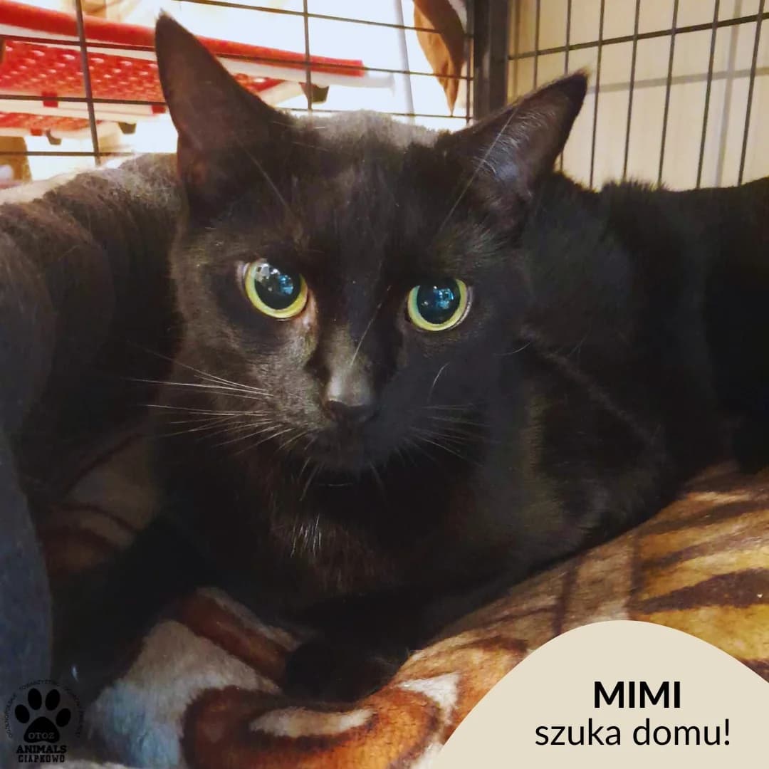 Mimi II, female 7yo Mixed Breed for adoption at Schronisko Ciapkowo Gdynia