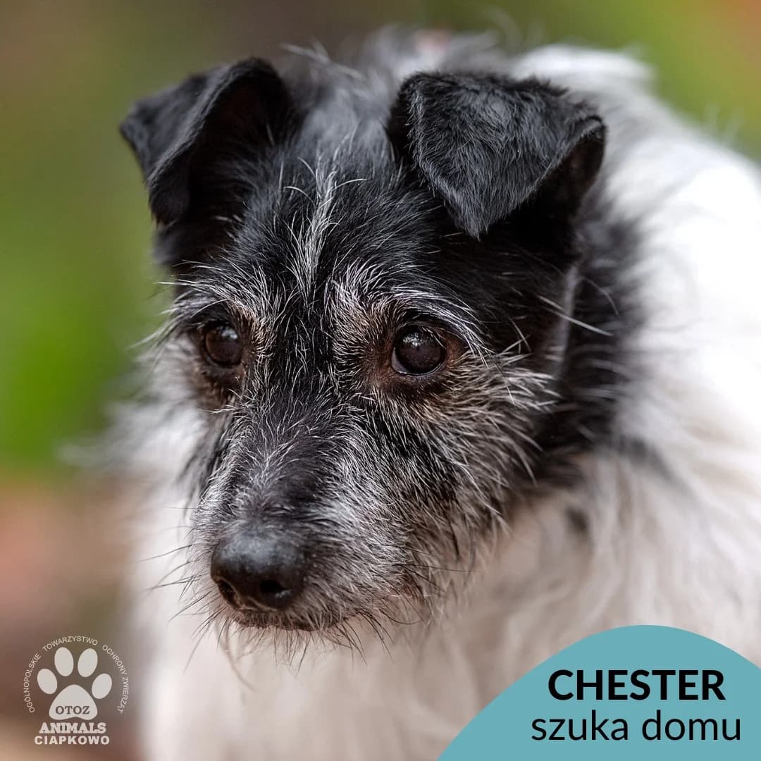 Chester,  (Schronisko Ciapkowo Gdynia)