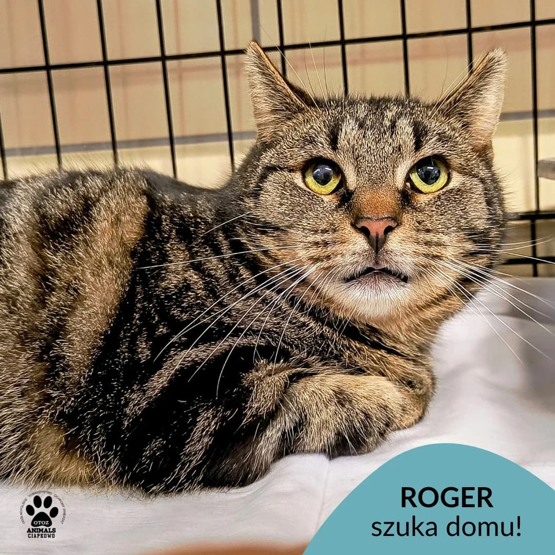 Roger, male 4yo Mixed Breed for adoption at Schronisko Ciapkowo Gdynia