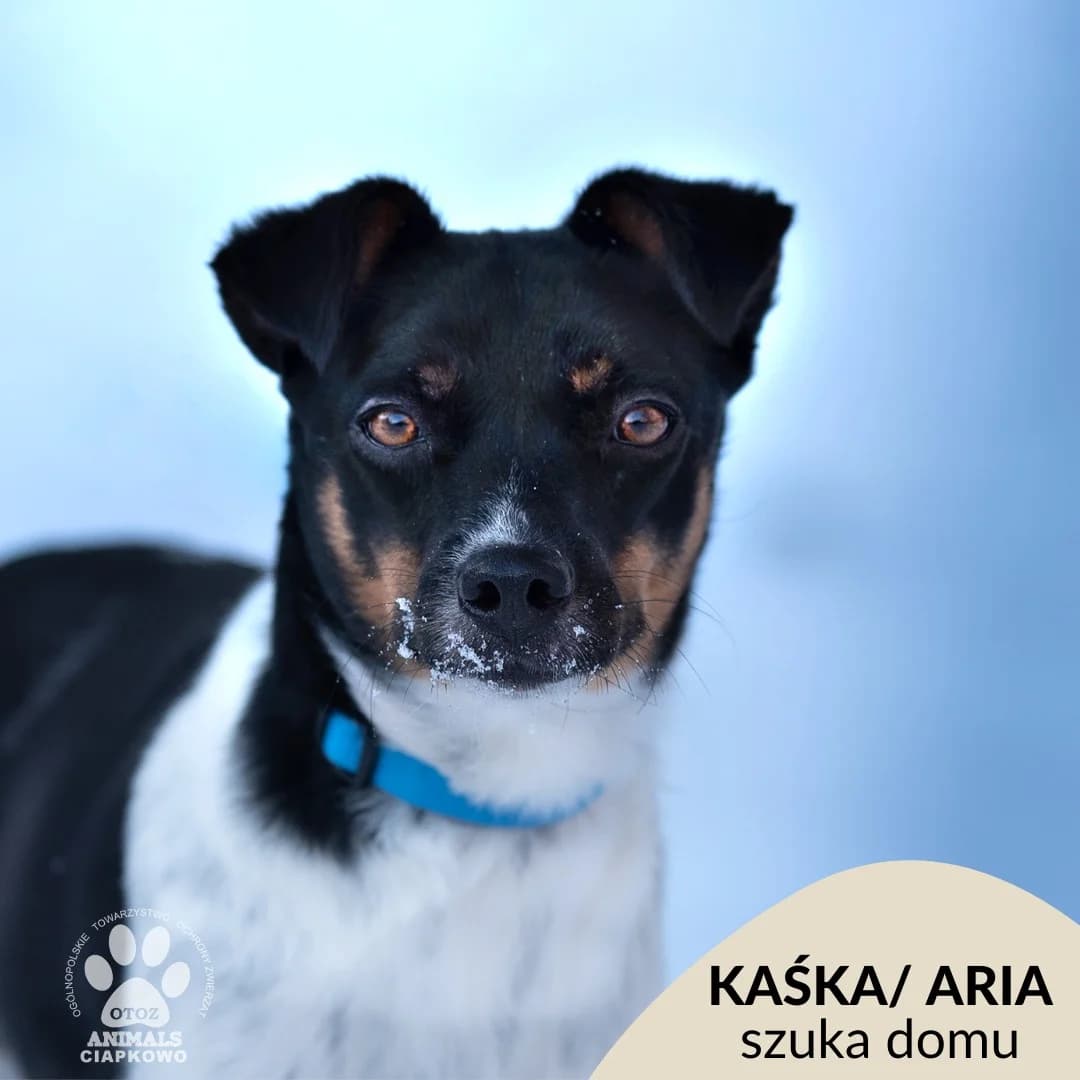 Kaśka/Aria,  (Schronisko Ciapkowo Gdynia)