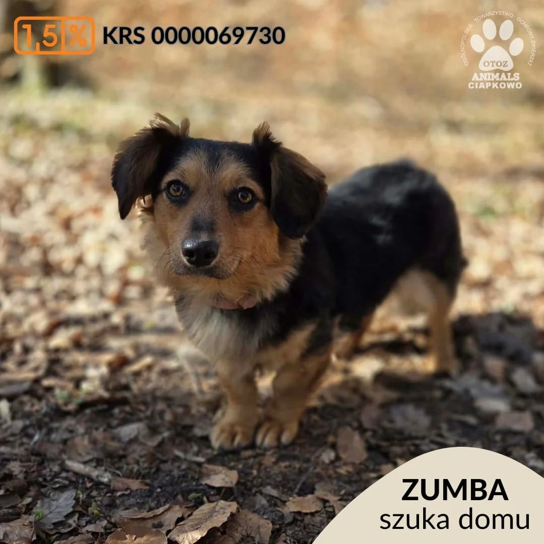 Zumba,  (Schronisko Ciapkowo Gdynia)