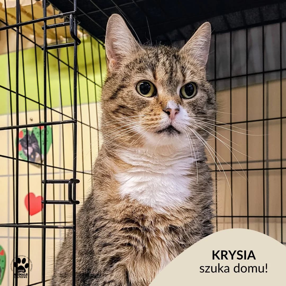 Krysia, female 5yo Mixed Breed for adoption at Schronisko Ciapkowo Gdynia
