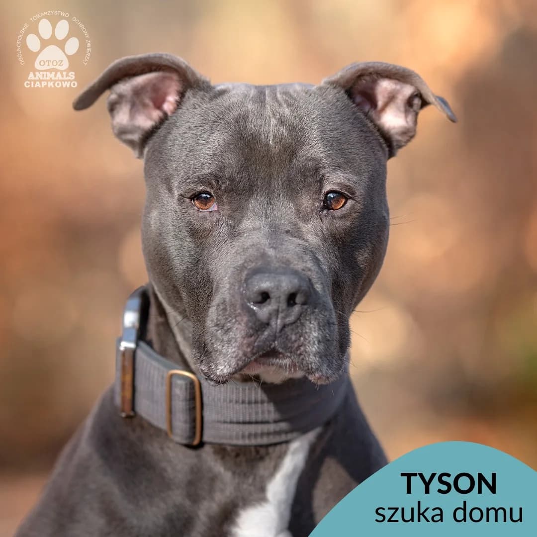 Tyson, male young American Staffordshire Terrier for adoption at Schronisko Ciapkowo Gdynia