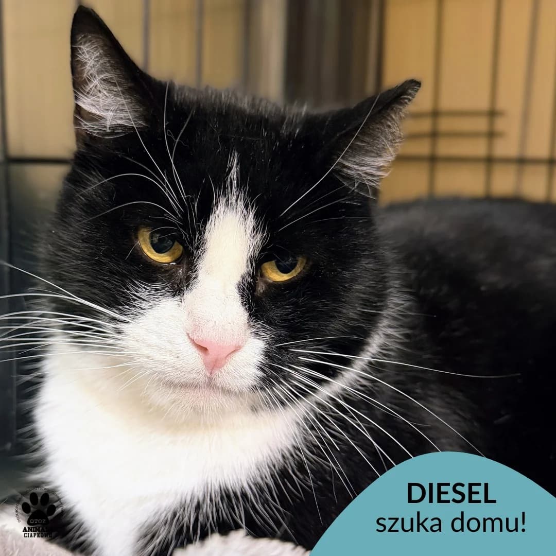 Diesel, male 6yo Mixed Breed for adoption at Schronisko Ciapkowo Gdynia