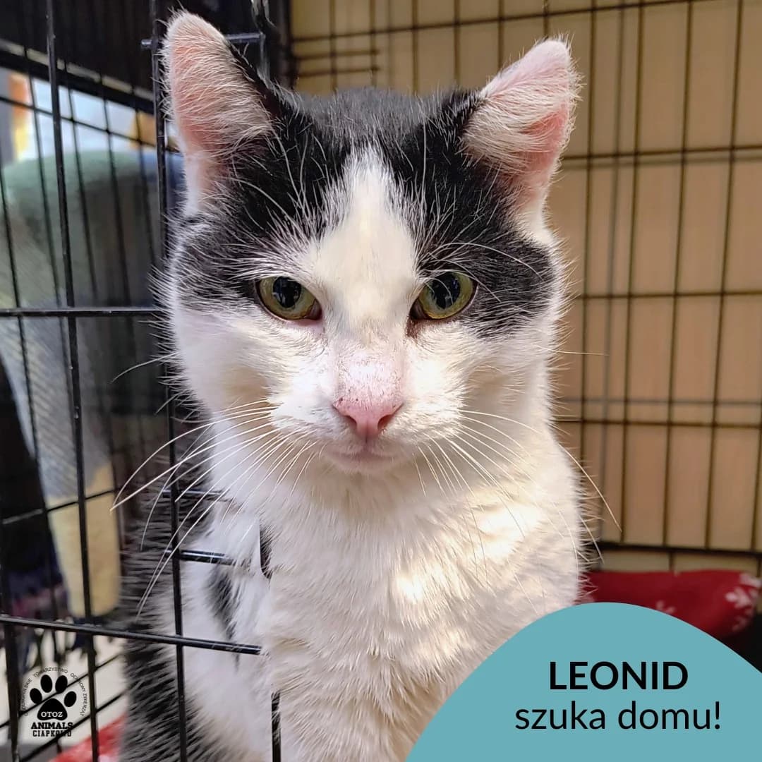 Leonid, male 5yo Mixed Breed for adoption at Schronisko Ciapkowo Gdynia