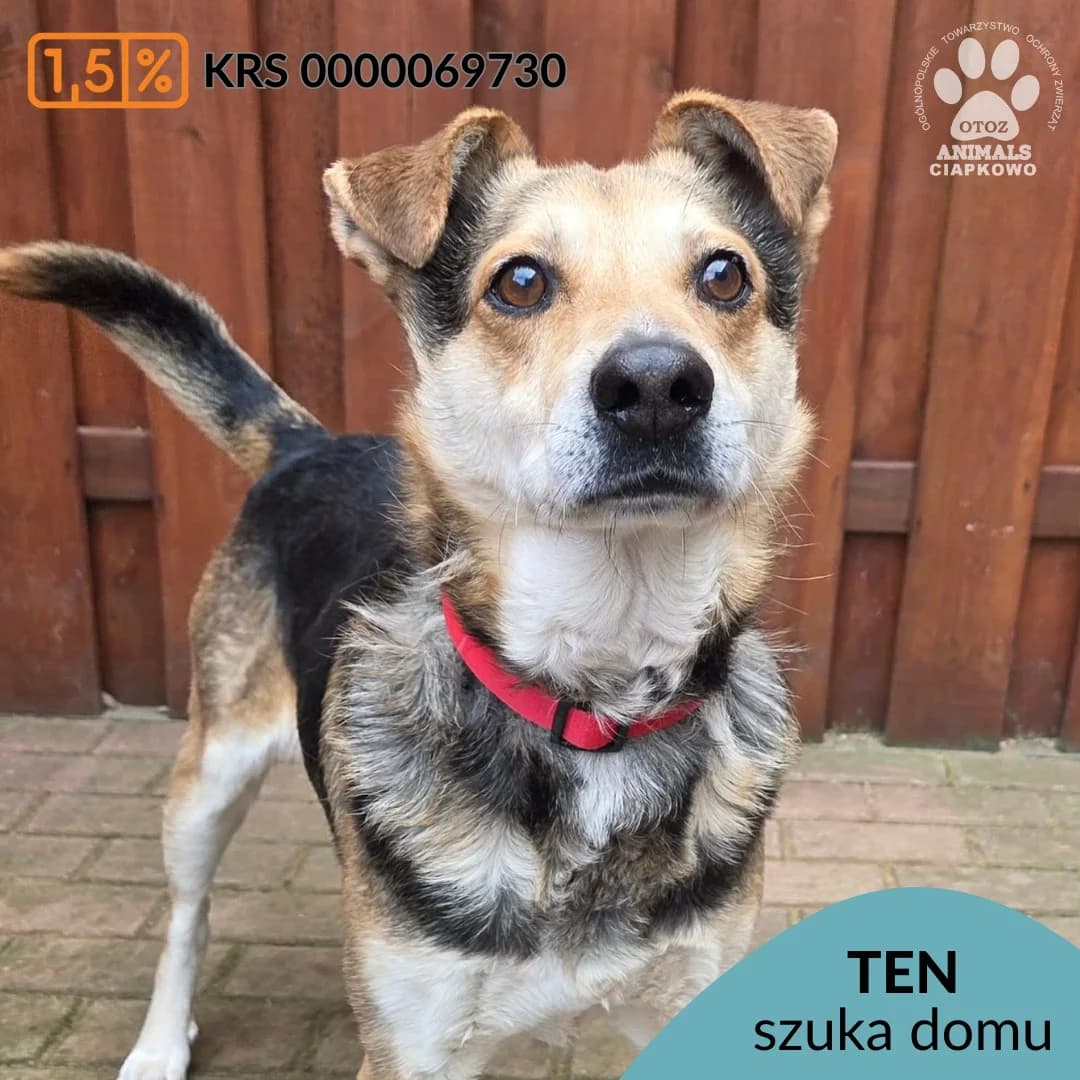 Ten,  (Schronisko Ciapkowo Gdynia)
