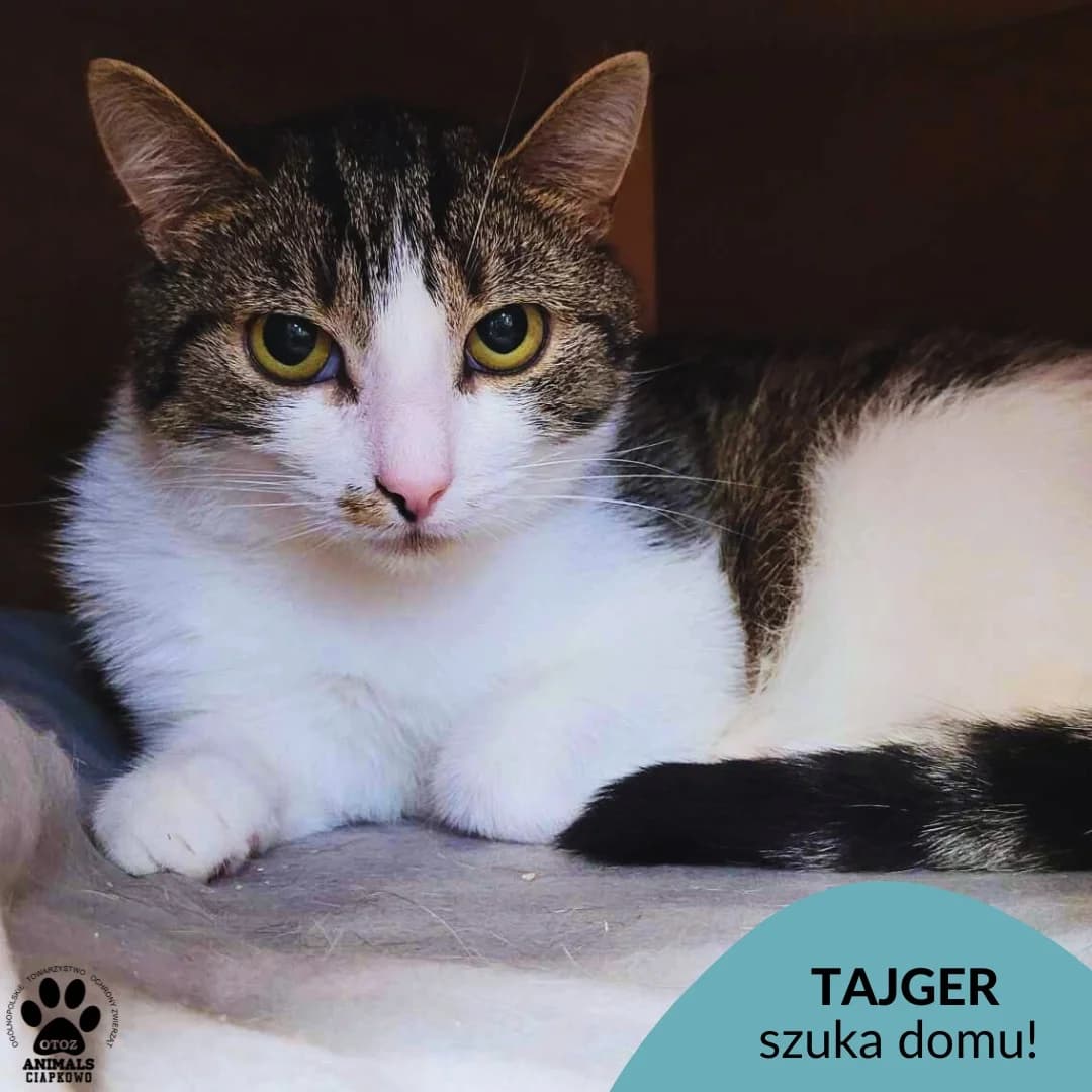 Tajger, male 3yo Mixed Breed for adoption at Schronisko Ciapkowo Gdynia