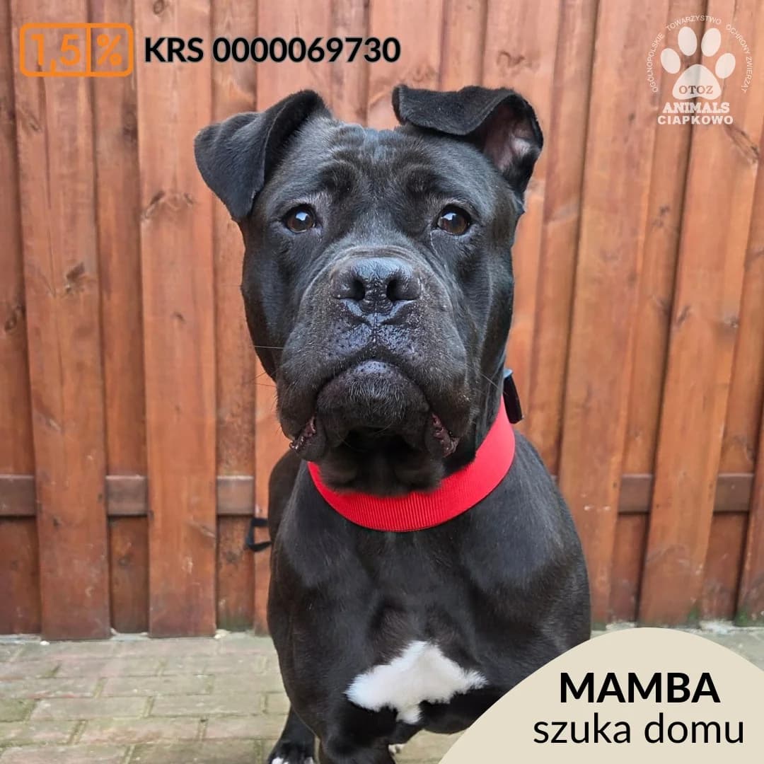 Mamba, female young Cane Corso for adoption at Schronisko Ciapkowo Gdynia