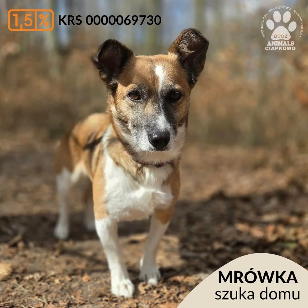 Mrówka,  (Schronisko Ciapkowo Gdynia)