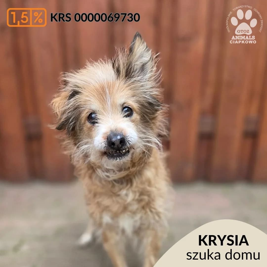 Krysia,  (Schronisko Ciapkowo Gdynia)