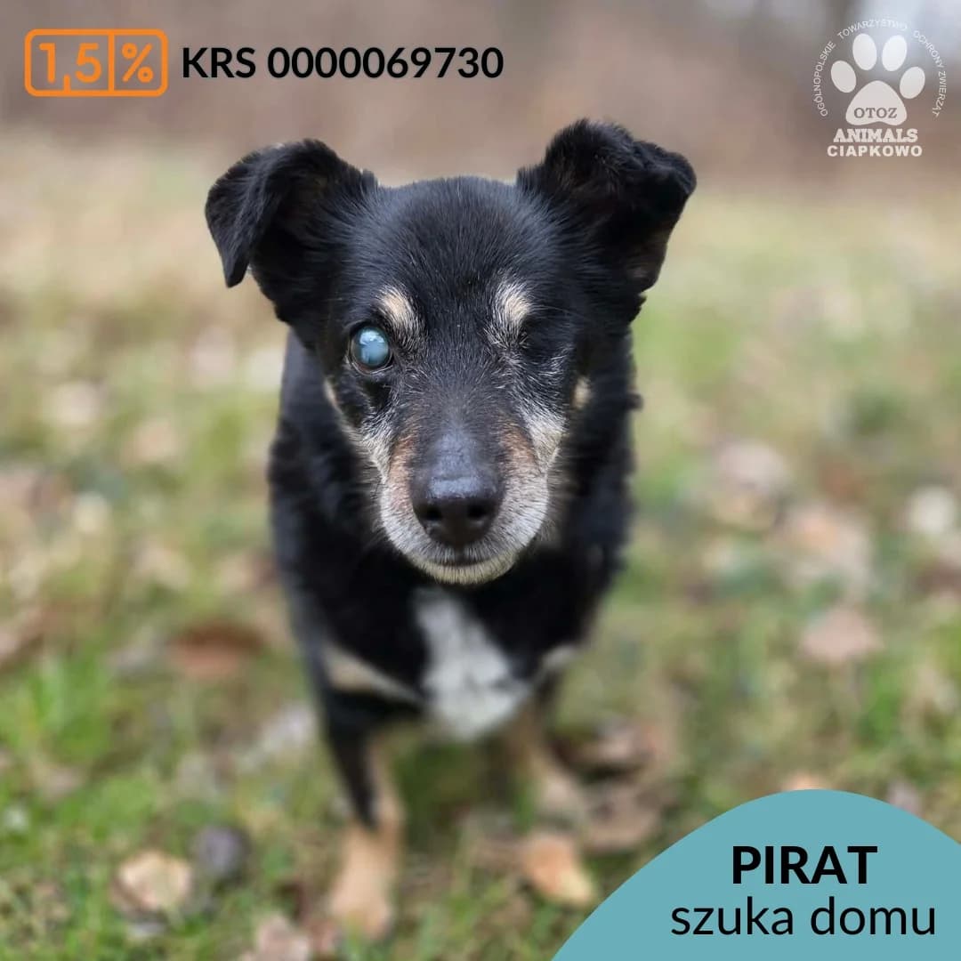 Pirat,  (Schronisko Ciapkowo Gdynia)
