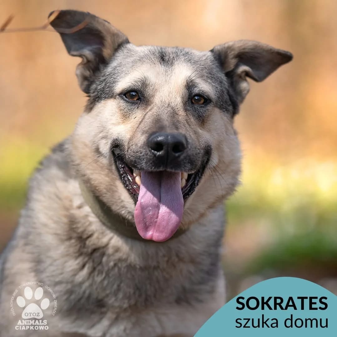 Sokrates, male 3yo mixed breed for adoption at Schronisko Ciapkowo Gdynia