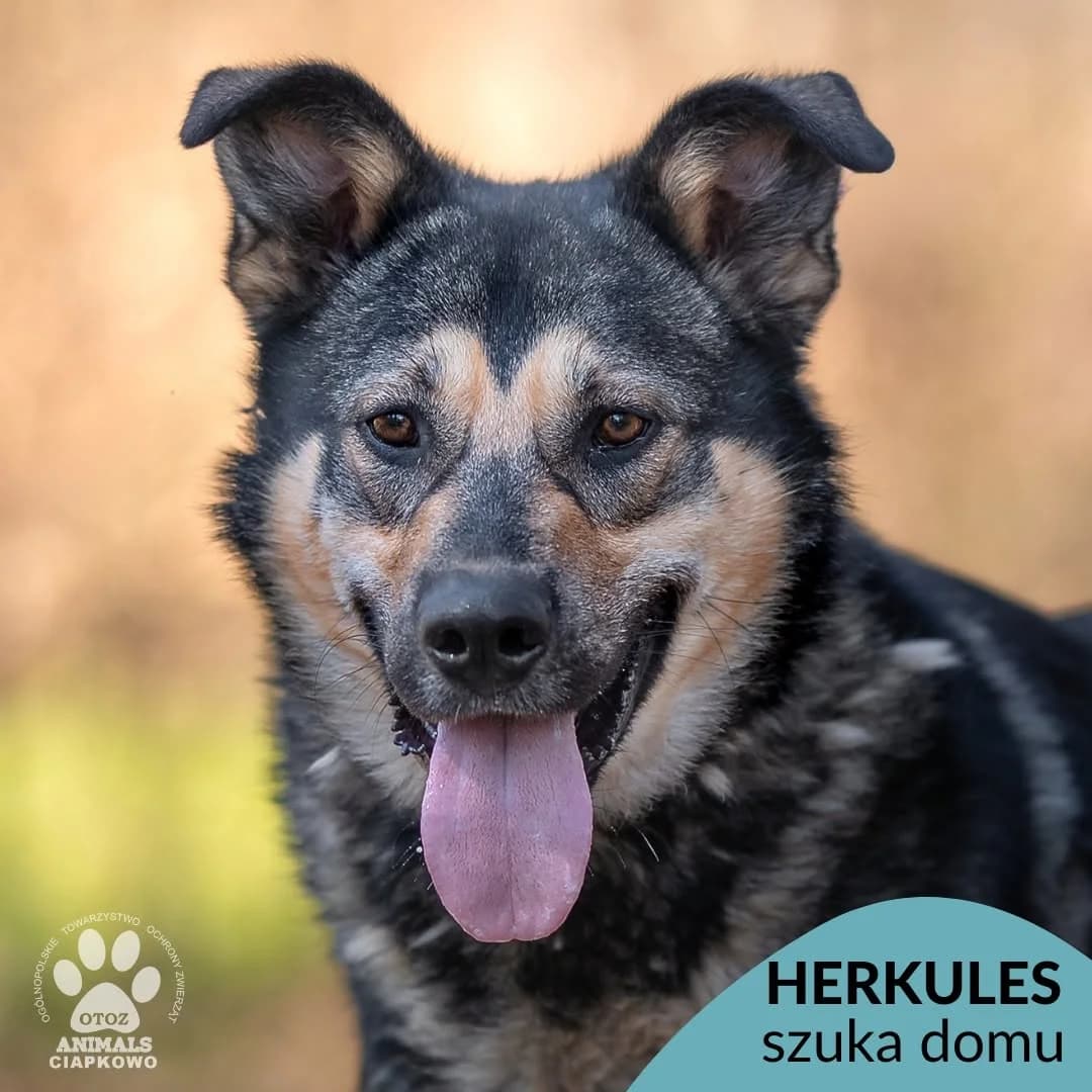 Herkules, male young mixed breed for adoption at Schronisko Ciapkowo Gdynia