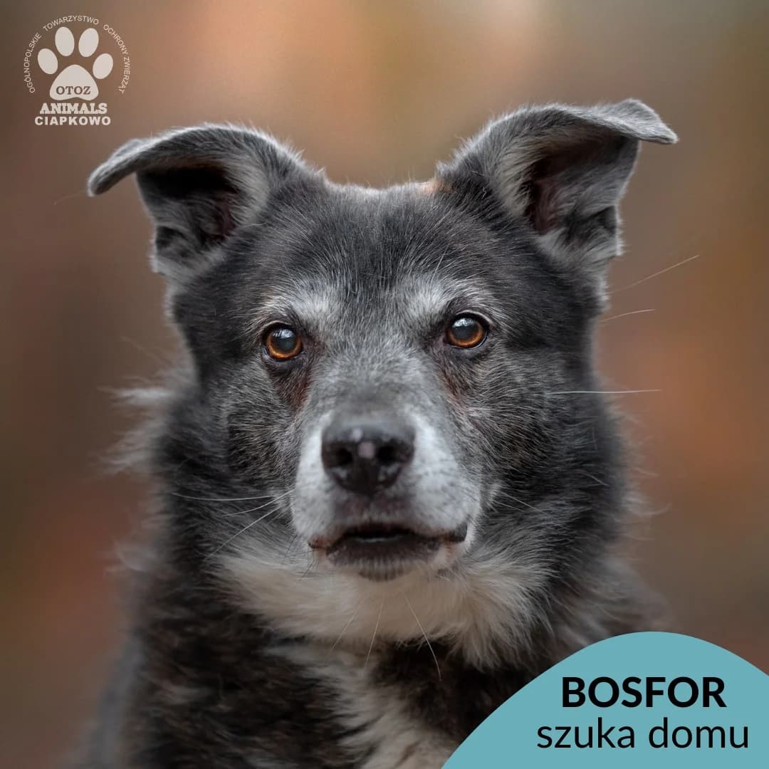 Bosfor,  (Schronisko Ciapkowo Gdynia)