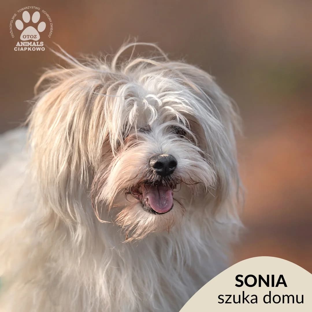 Sonia,  (Schronisko Ciapkowo Gdynia)