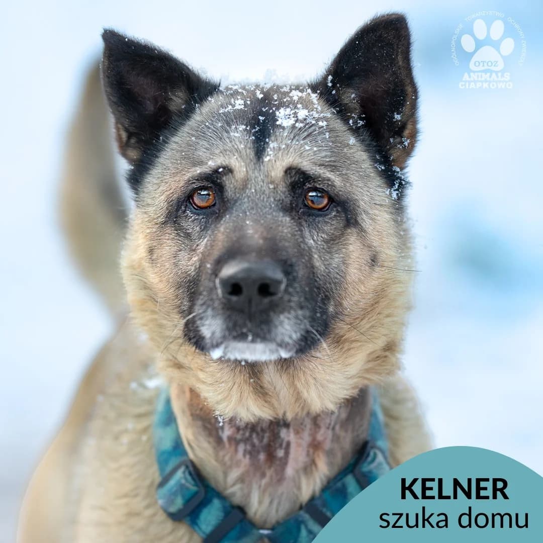 Kelner, male senior mixed breed for adoption at Schronisko Ciapkowo Gdynia