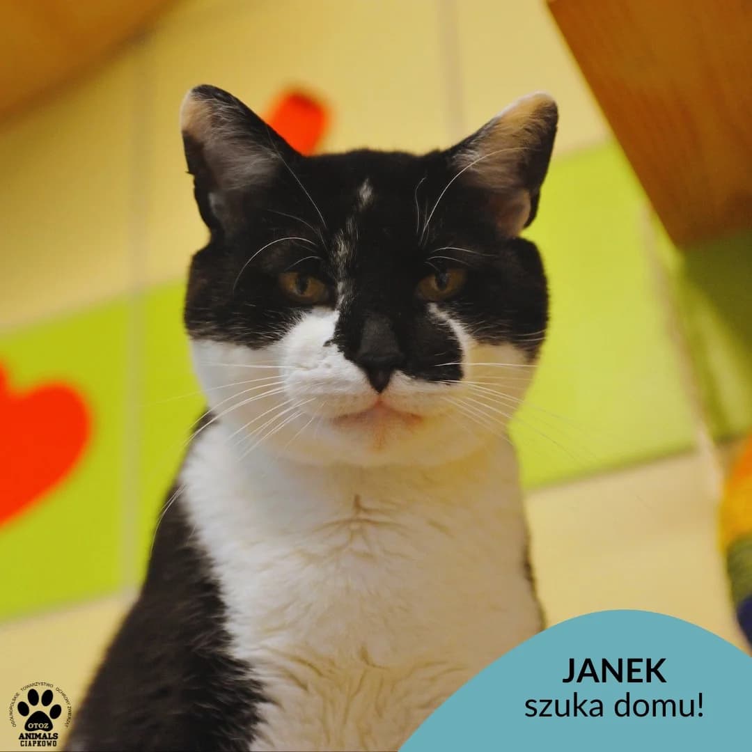 Janek, male senior Mixed Breed for adoption at Schronisko Ciapkowo Gdynia