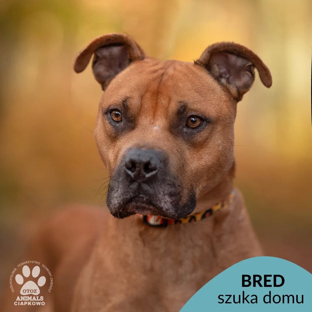 Bred, male 7yo American Staffordshire Terrier for adoption at Schronisko Ciapkowo Gdynia