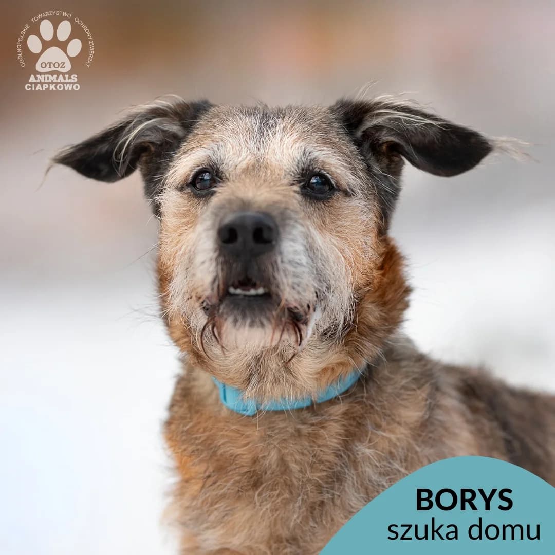 Borys,  (Schronisko Ciapkowo Gdynia)