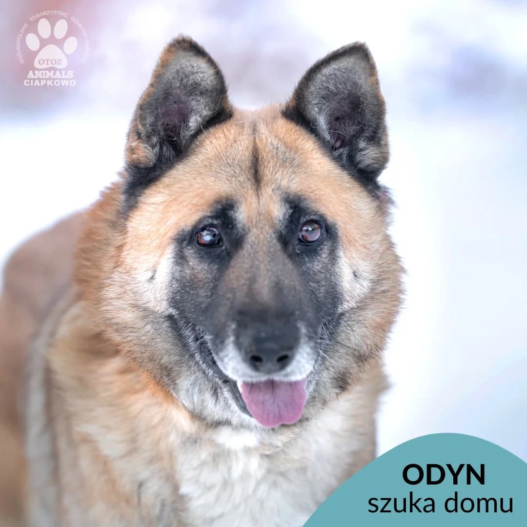 Odyn,  (Schronisko Ciapkowo Gdynia)