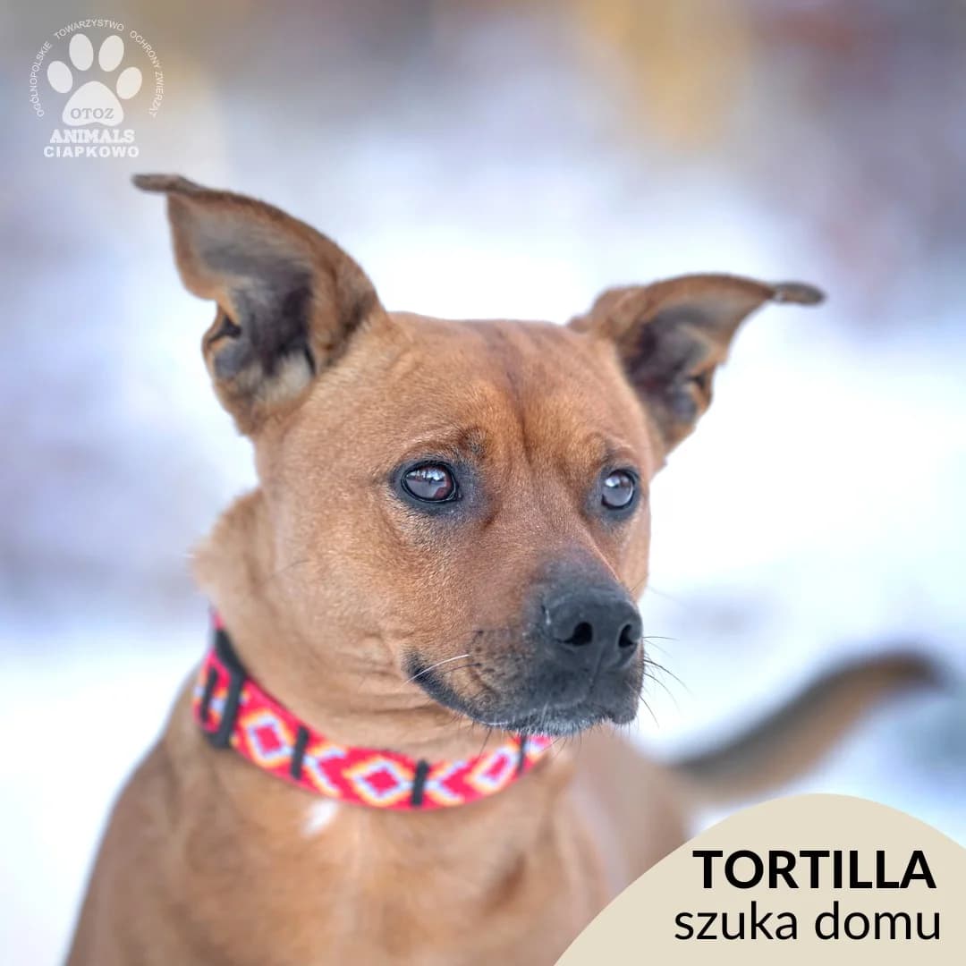 Tortilla,  (Schronisko Ciapkowo Gdynia)